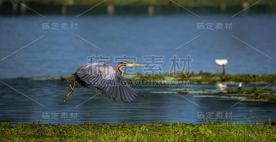 紫色的鹭