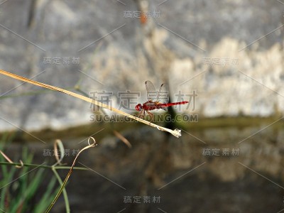 红蜻蜓(Anisoptera)栖息在树枝上。