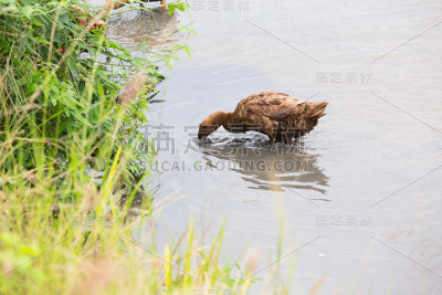 包括鸭子