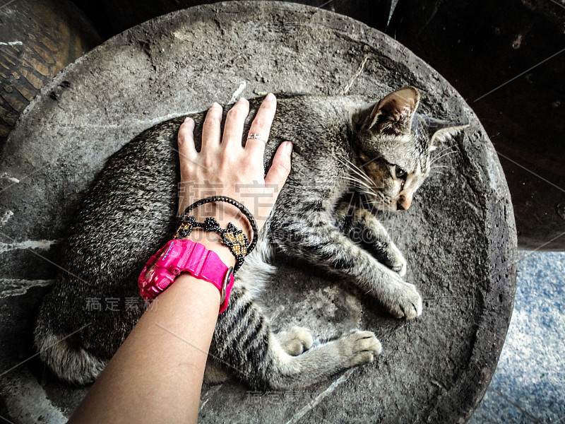 抚摸一只虎斑猫