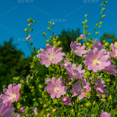 锦葵花