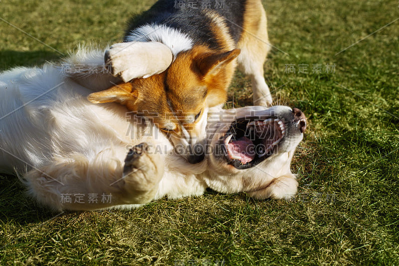 威尔士柯基和金毛猎犬在花园里的草地上玩耍。国防部的乐趣