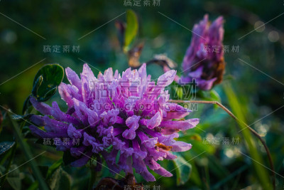 野花