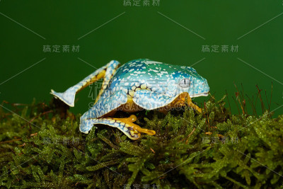 流苏叶蛙