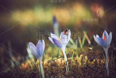番红花属