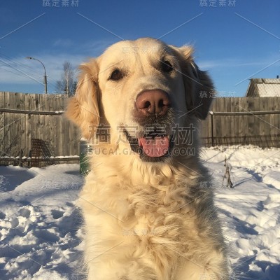 快乐狗照片金毛小狗