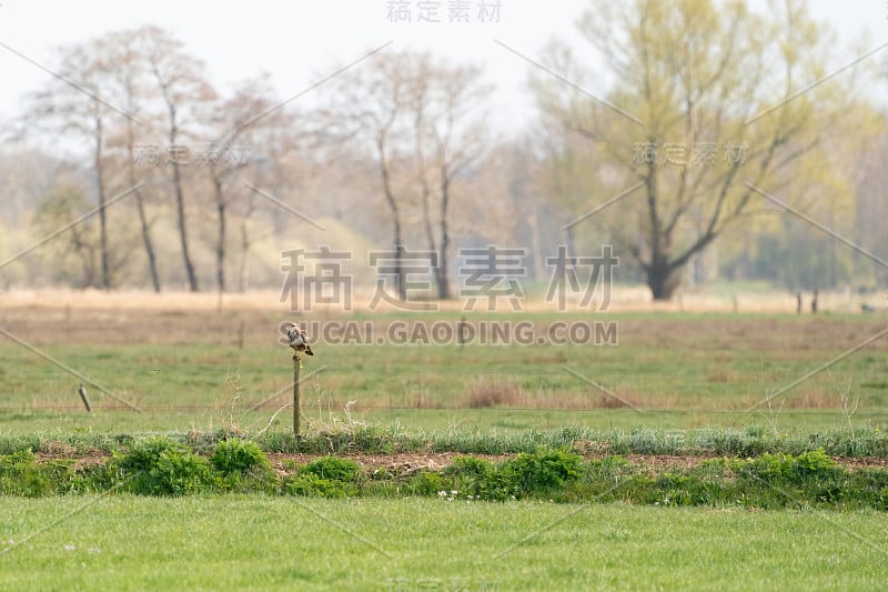 一只名叫布特奥的秃鹰，栖息在荷兰乡间草地上的一根篱笆柱上。秃鹰朝左边看。一条沟，草地和树在背景。景观