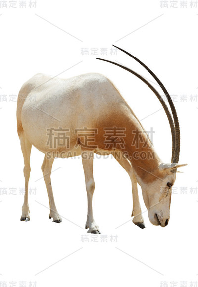 美丽的Addax孤立