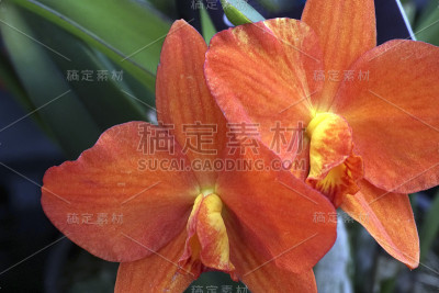 兰花蝴蝶兰特写