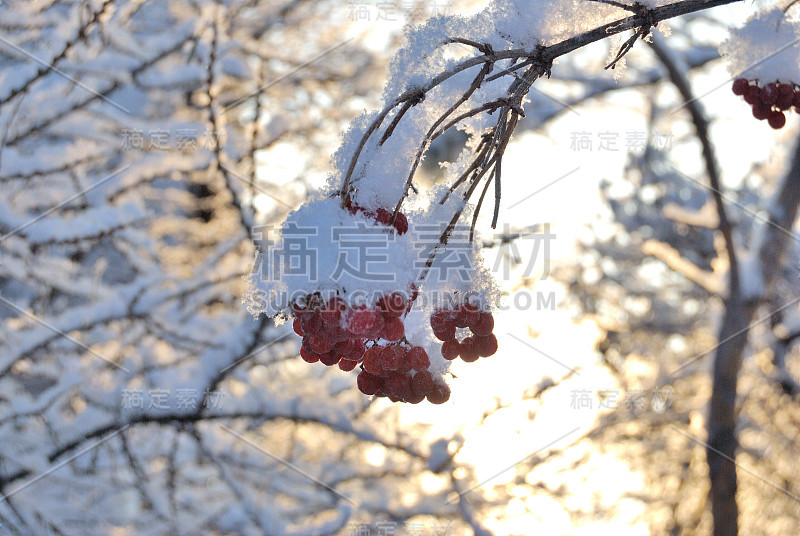 俄罗斯鄂木斯克地区，植物被雪覆盖