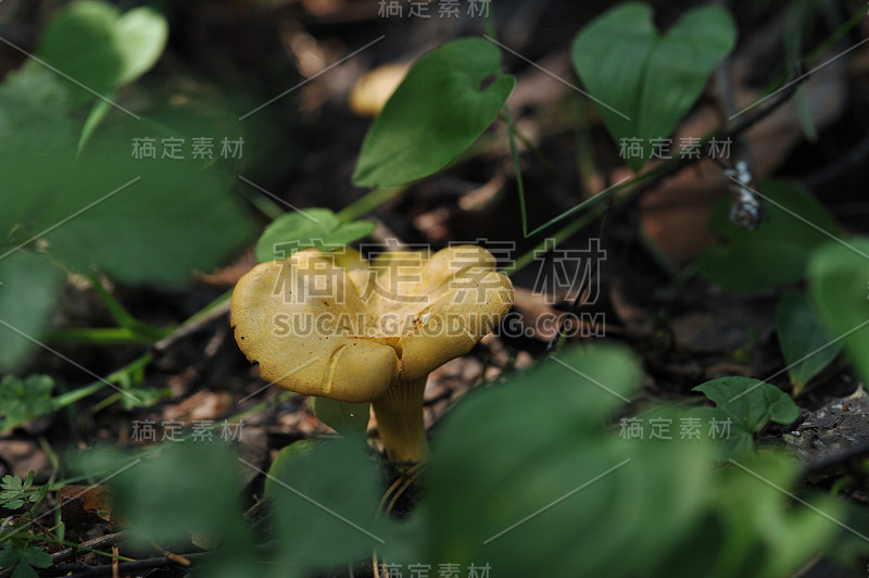 鸡油菌在森林