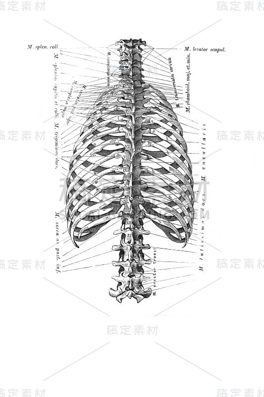 《人体解剖学》中的胸部和脊柱，1890年，莫斯科