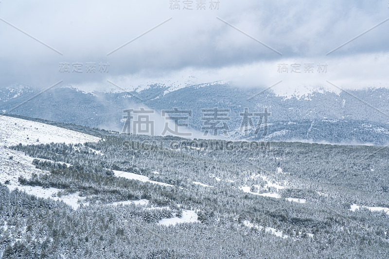 白雪皑皑的松林，背景是雪山