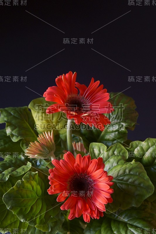 美丽的红色非洲菊花-巴伯顿雏菊，德兰士瓦雏菊，非洲菊