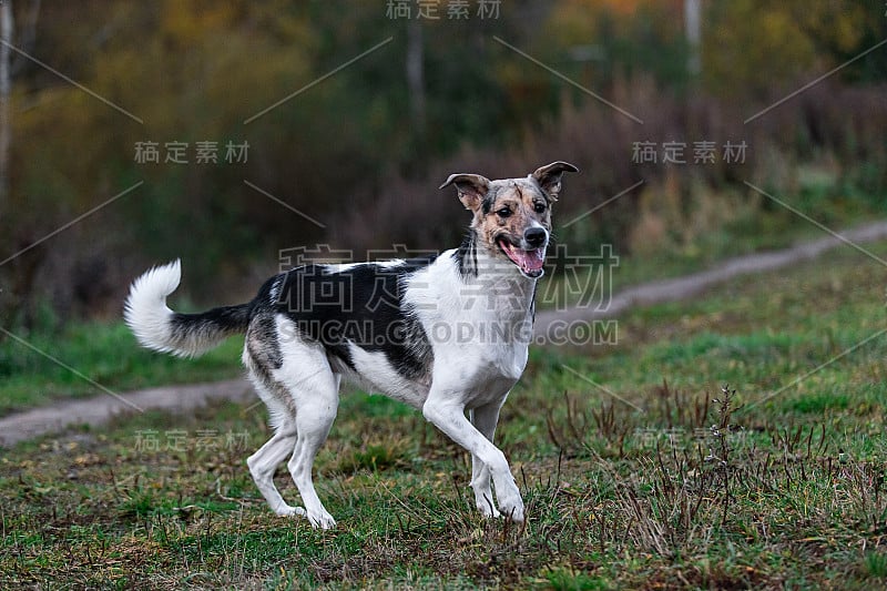 黄昏乡间平静的杂种狗