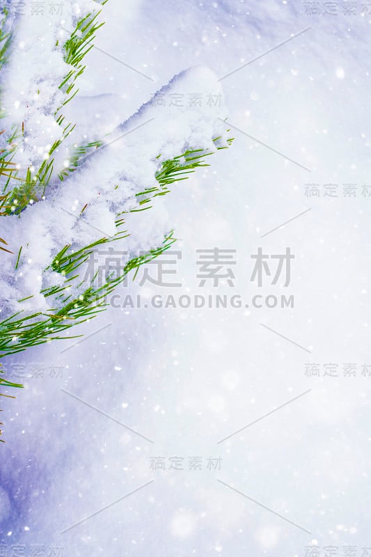 冰雪覆盖的树木。松柏科的分支。