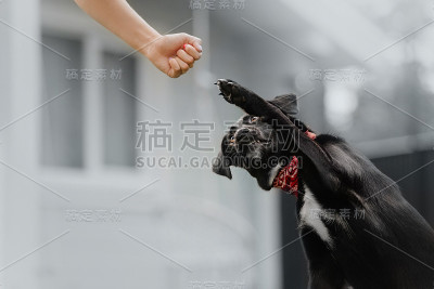 听话的杂种狗在户外伸出爪子