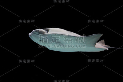 雷鱼隔离