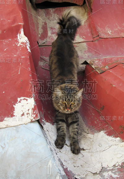 旧金属屋顶上的猫