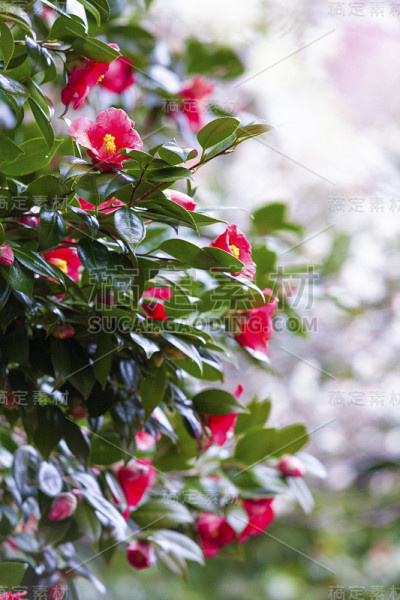 神奈川县汤加原巴林的梅花。