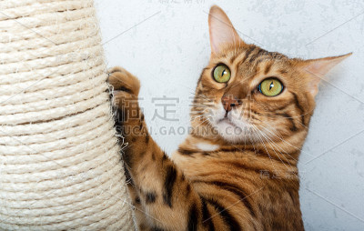 孟加拉短毛猫与抓挠柱。猫正在抓她的指甲。宠物护理