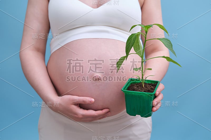 一个带着植物芽的孕妇，在摄影棚里以蓝色背景拍摄