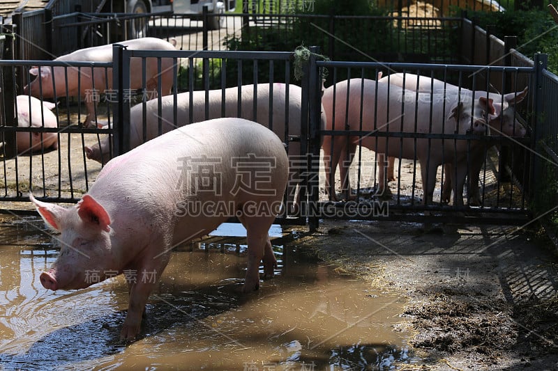 阳光明媚的夏天，猪在金属栅栏后沐浴阳光