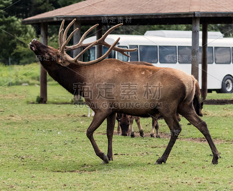 Barasingha Rucervus Duvaucelii或沼泽鹿汉密尔顿狩猎，安大略省，加拿大