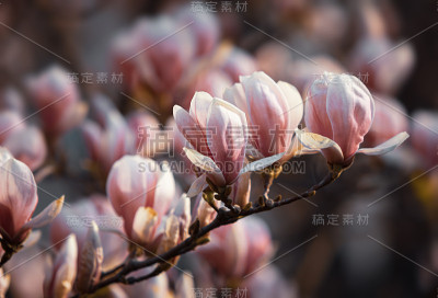 木兰在春天开花。