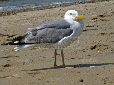海滩上的海鸥