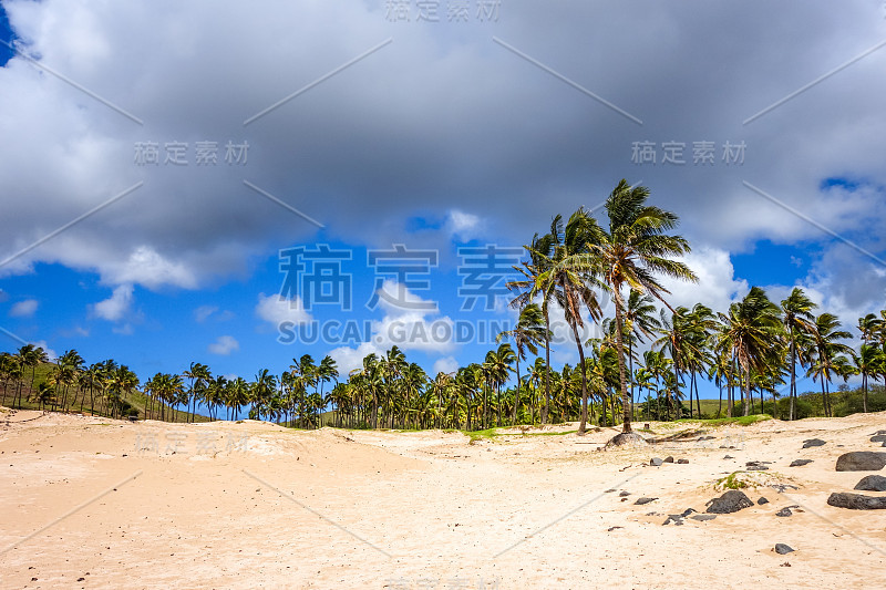 复活节岛上的阿纳基纳海滩上的棕榈树