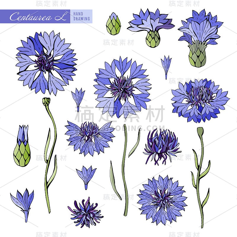 Blue and purple cornflowers on white background. B