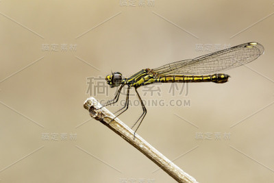 干树枝上蜻蜓的影像。昆虫动物(Burmeister, 1839) Chlorocyphidae。