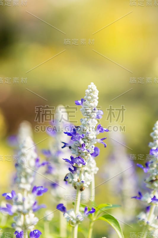 特写蓝色鼠尾草花在模糊的自然背景