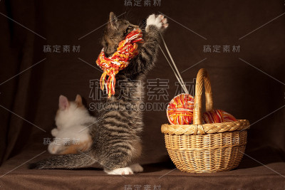 小猫玩