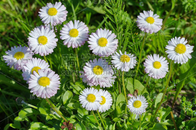 花朵雏菊在夏天开放