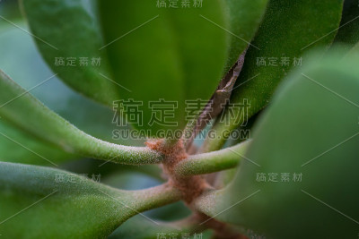 一个热带植物的宏观细节与绿叶之间的光和影