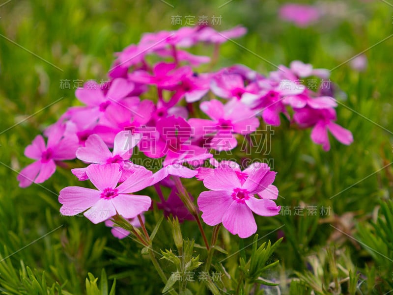 福禄克斯凤梨花特写在绿色的花园背景