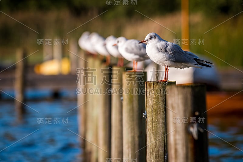 海湾里一根木杆上的海鸥。