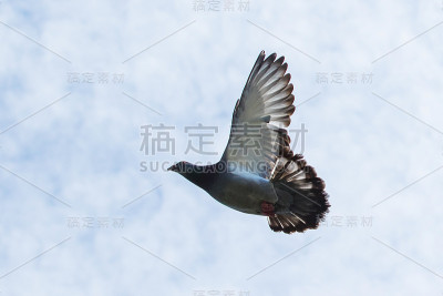 白色天空下信鸽飞翔的翅膀
