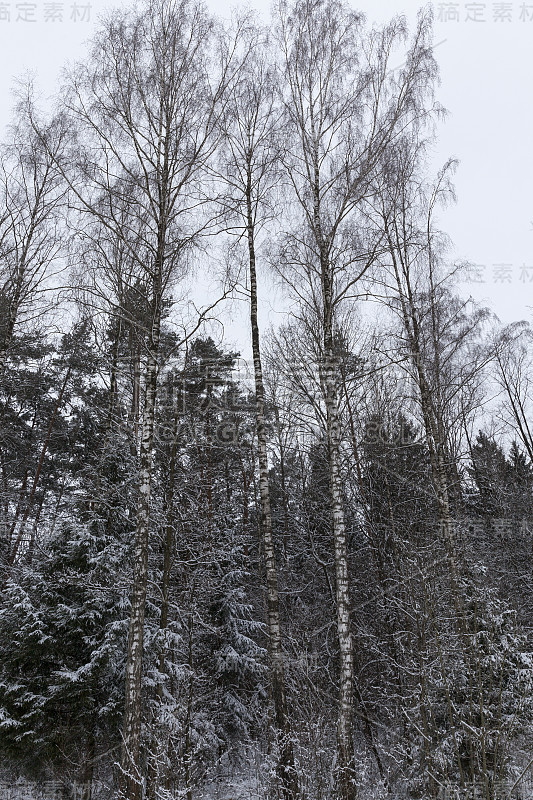 冬天，雪覆盖了地面，树木和植物