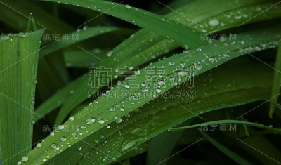 绿叶与雨滴的背景