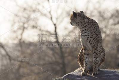 远处的猎豹