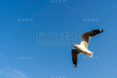 海鸥在蓝天上飞翔