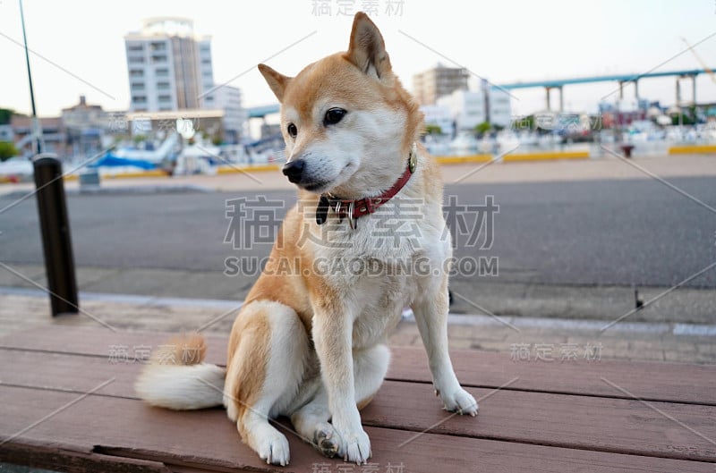 日本本来是狗狗柴犬的板凳上