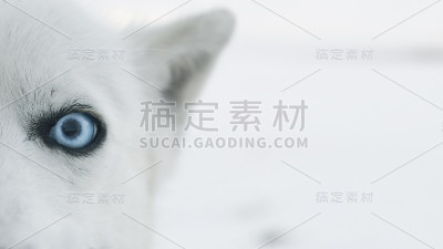 沙哑的