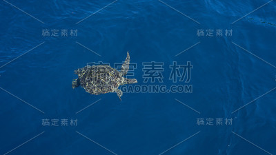 一只海龟游到水面