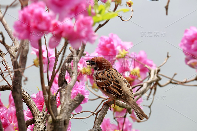 麻雀和杜鹃花