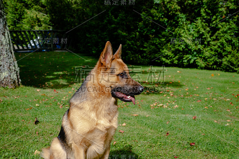 德国牧羊犬，训练活动