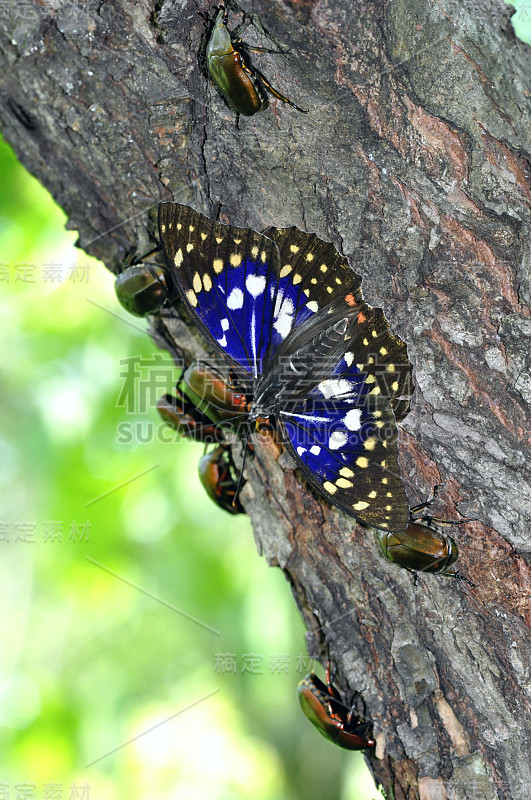 Sasakia charonda